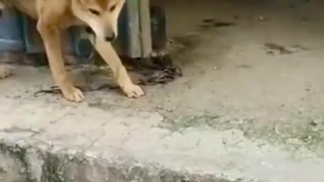 funny animals