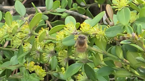 a hard-working bee