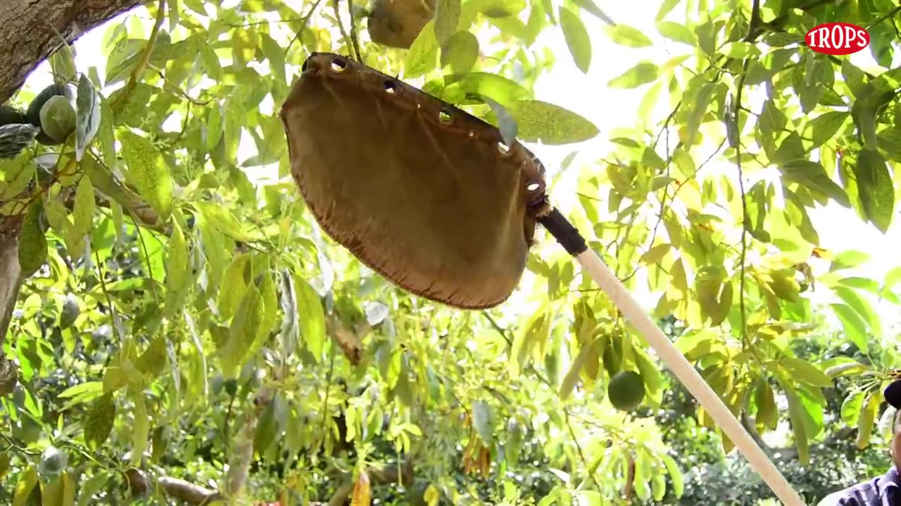 Avocado Harvesting and Processing in Factory - Avocado Farm and Harvest