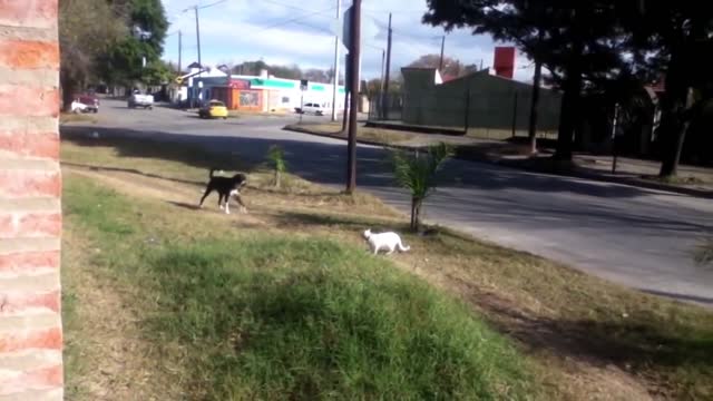 CATS AGAINST DOGS