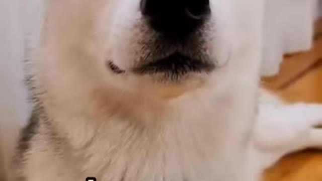 🤣Funny Dog Talking and Best Reactions