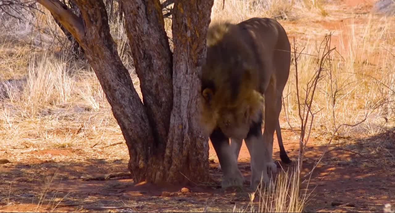 Amazing Wildlife Of Africa in.clips.KAbBpl