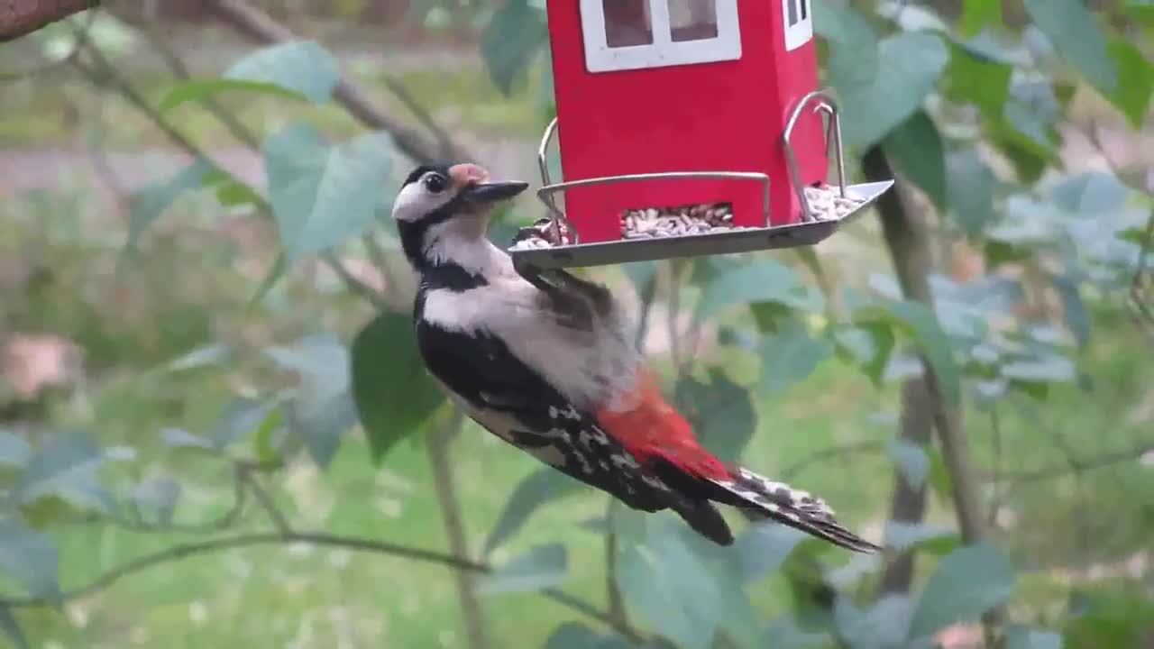 Woodpeaker Perched and Eating on a Bird Food Dispenser Hanging by a Tree Plant | Amazing Viral World