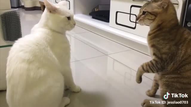 Cats talking funny video