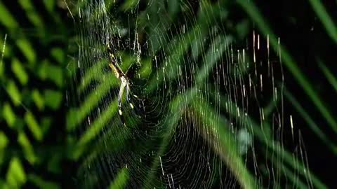 Monster Bug Wars: Banana Spider And Assasin Bug