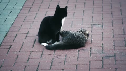 Two cute Cats playing in street