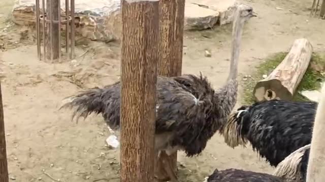 little ostrich eating vegetable leaves