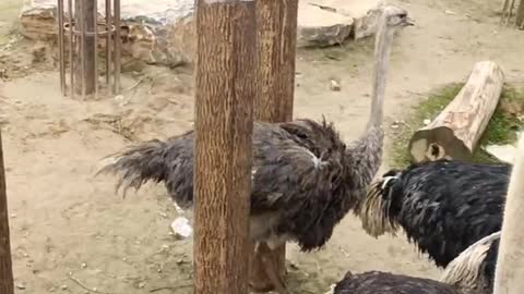 little ostrich eating vegetable leaves