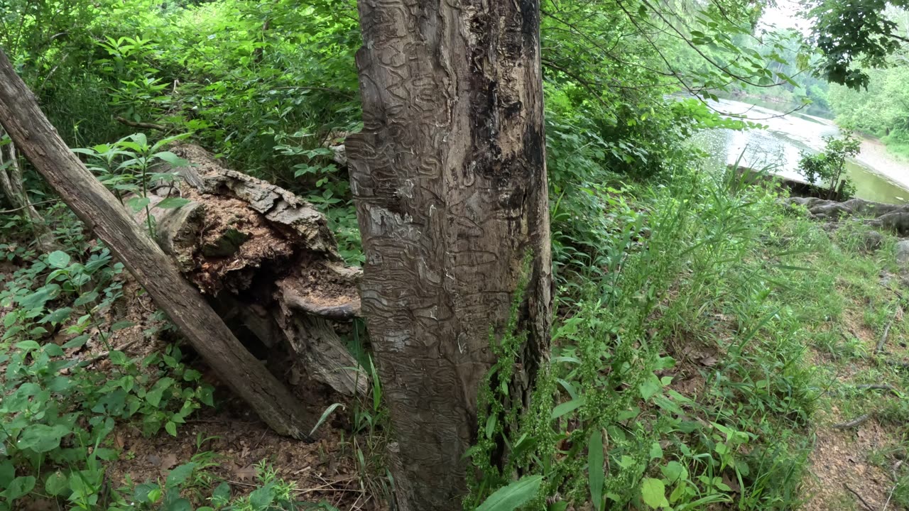 Episode 37 - A detailed look at EAB. Those west of the Mississippi River might need this.