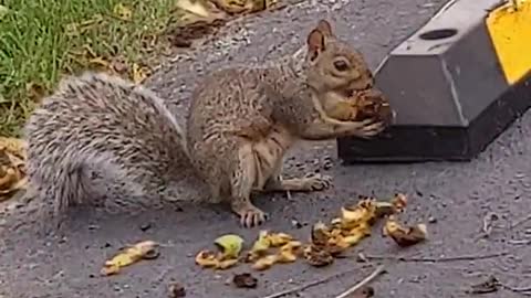 Cute Squirrel #Shorts