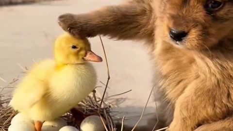 cute puppy and its friends