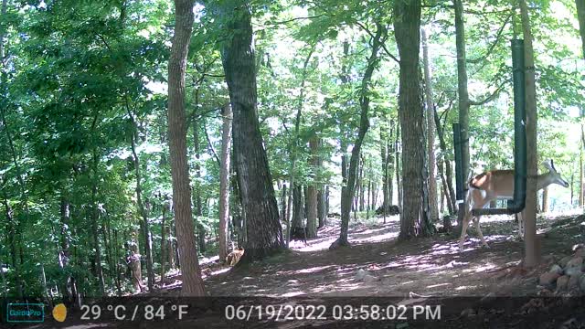 The Woods - 06/20/2022