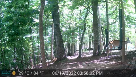 The Woods - 06/20/2022
