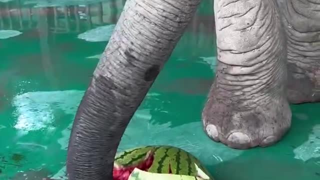 Elephants eat watermelon