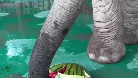 Elephants eat watermelon