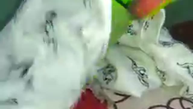 talking parrótimithu Speakingmithu uth uthlfunny videoslparrot videoslbird...