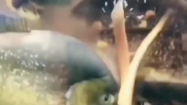 Piranha attacks the poor one🤯🤣 #shorts