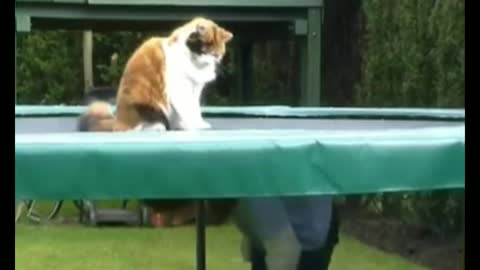 Cat on trampoline funny