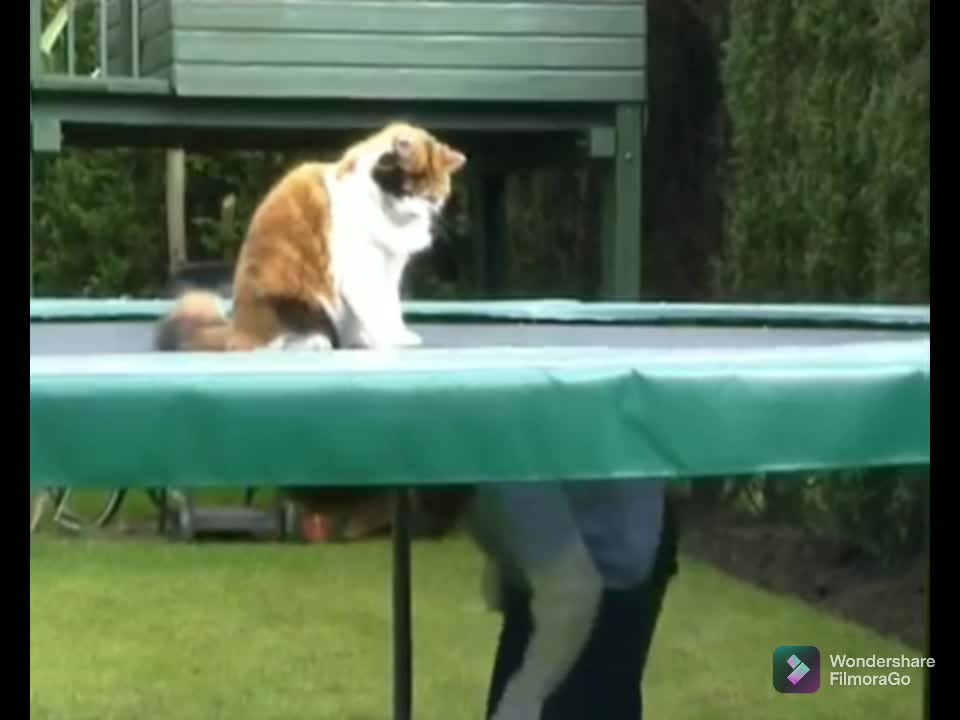 Cat on trampoline funny