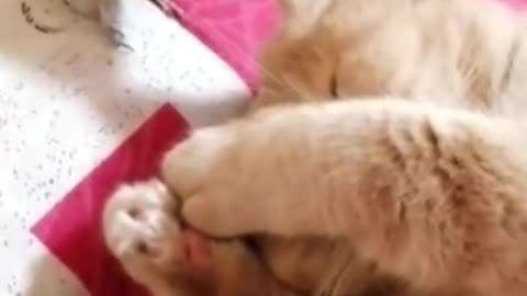 Sleeping cat adorably puts up with pestering parrot❤️🙀