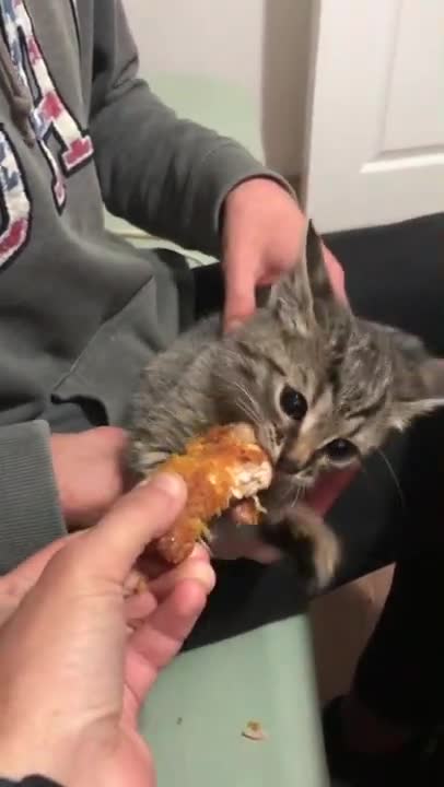 Hungry kittens meows and want to eat | Kitten Arnold steals food