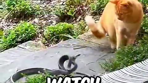 THIS IS WHY CATS LOSE FIGHT TO SNAKE