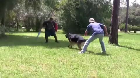 Best Method Of Making A Dog Aggressive In Few Simple Step