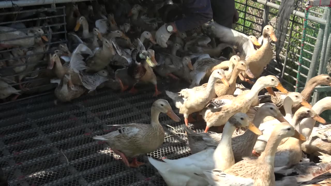 Duck _Đàn Vịt Đẻ Nhiều khủng Miền Tây lên Tàu _ Nông Dân Mlog