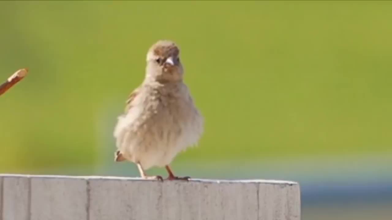 Cute Birds amazing