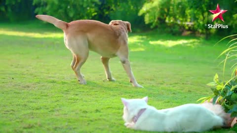 Smart Jodi - Cat and Dog