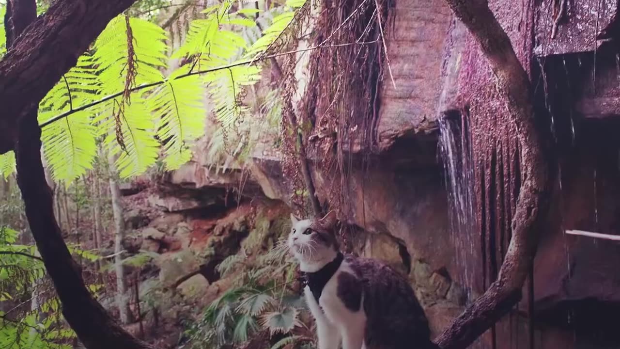 Cat Goes On Special Adventures To Overcome His Shyness | The Dodo