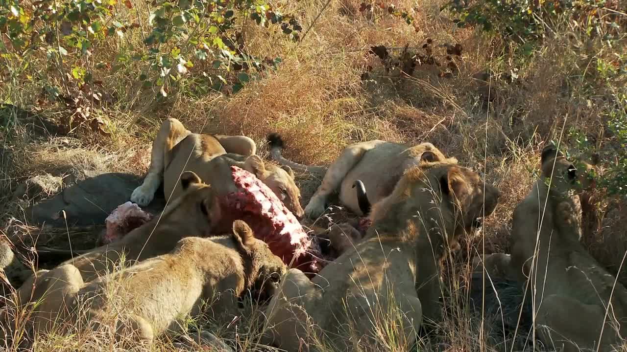 Lions Feasting