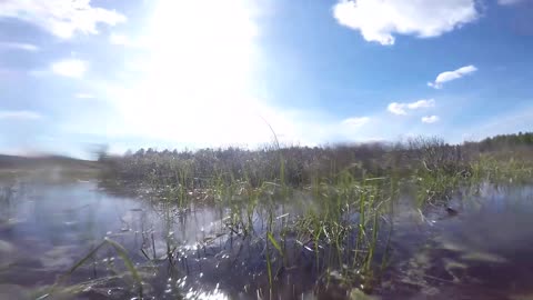 Snapping Turtles