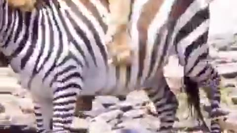 Loin🐆🐅 Attack to bufulow 🐃🐃🐄 Entertainment videos