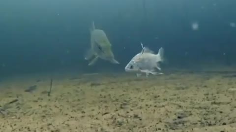 This is a beautiful and charming water-dwelling species