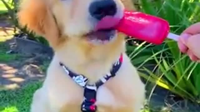 Funny animals video cats and dogs