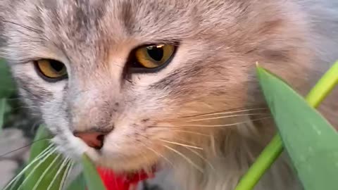 my cat likes flowers