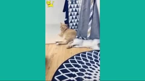 Best cat fighting