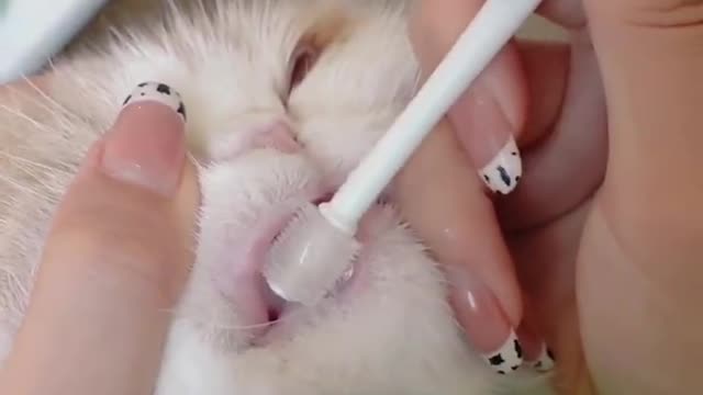 A forced cat to operate