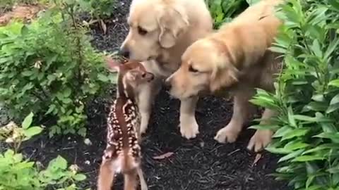 Funny Animal video