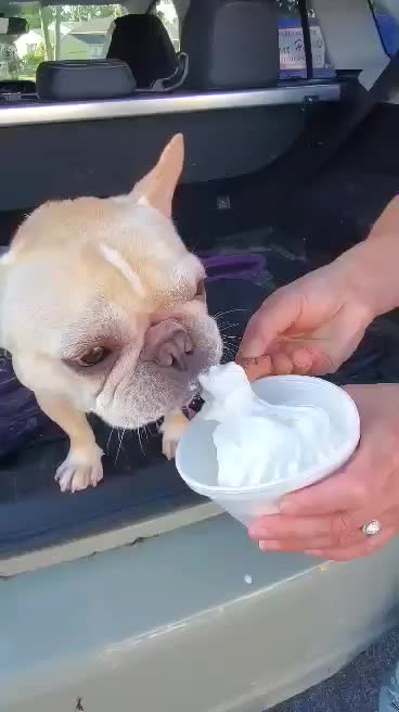 This cute bulldog sure loves ice cream