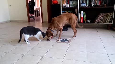 funny cat hahaaa