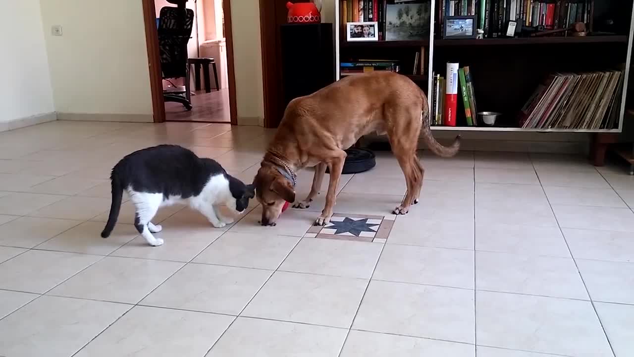 funny cat hahaaa