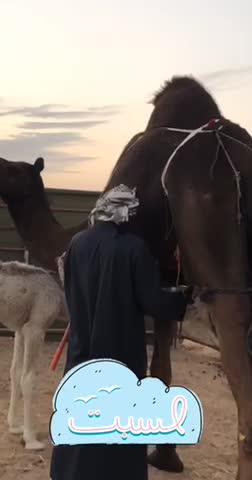 Camel milk Camel