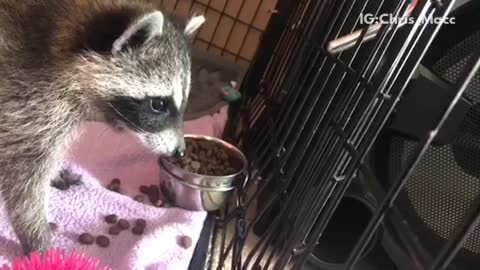 Raccoon eats kibble in cage