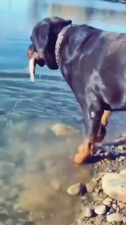 The dog is fishing