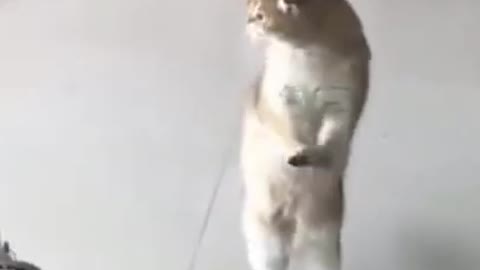 Funny Cat Dancing - Cut Cat - Too Cute Cats