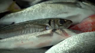 fresh sea sardine in freezer