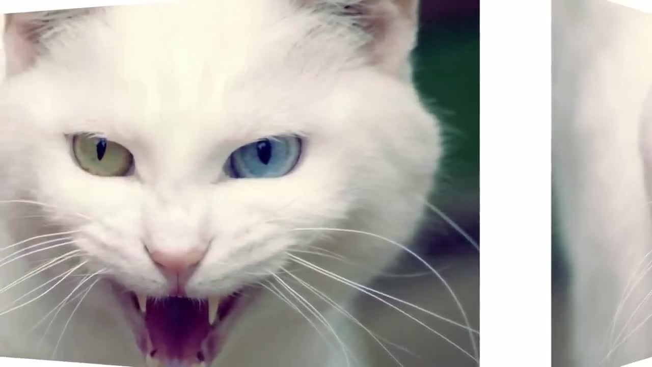 Cat sound compilation