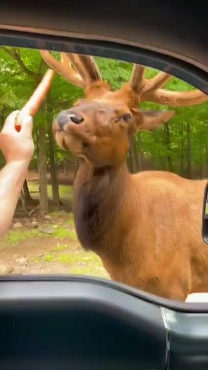 Animals Funny videos 😝